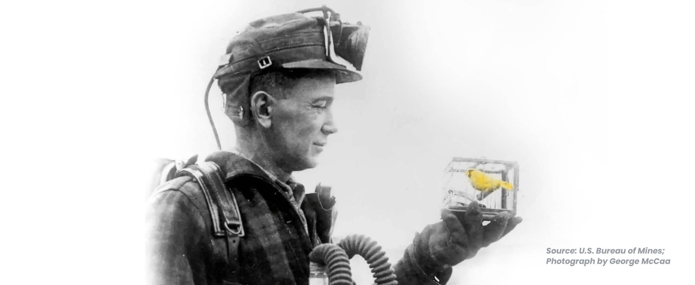 About-Us-Origins-of-YellowBird-Name U.S. Bureau of Mines; Photograph by George McCaa - Yellow Canary
